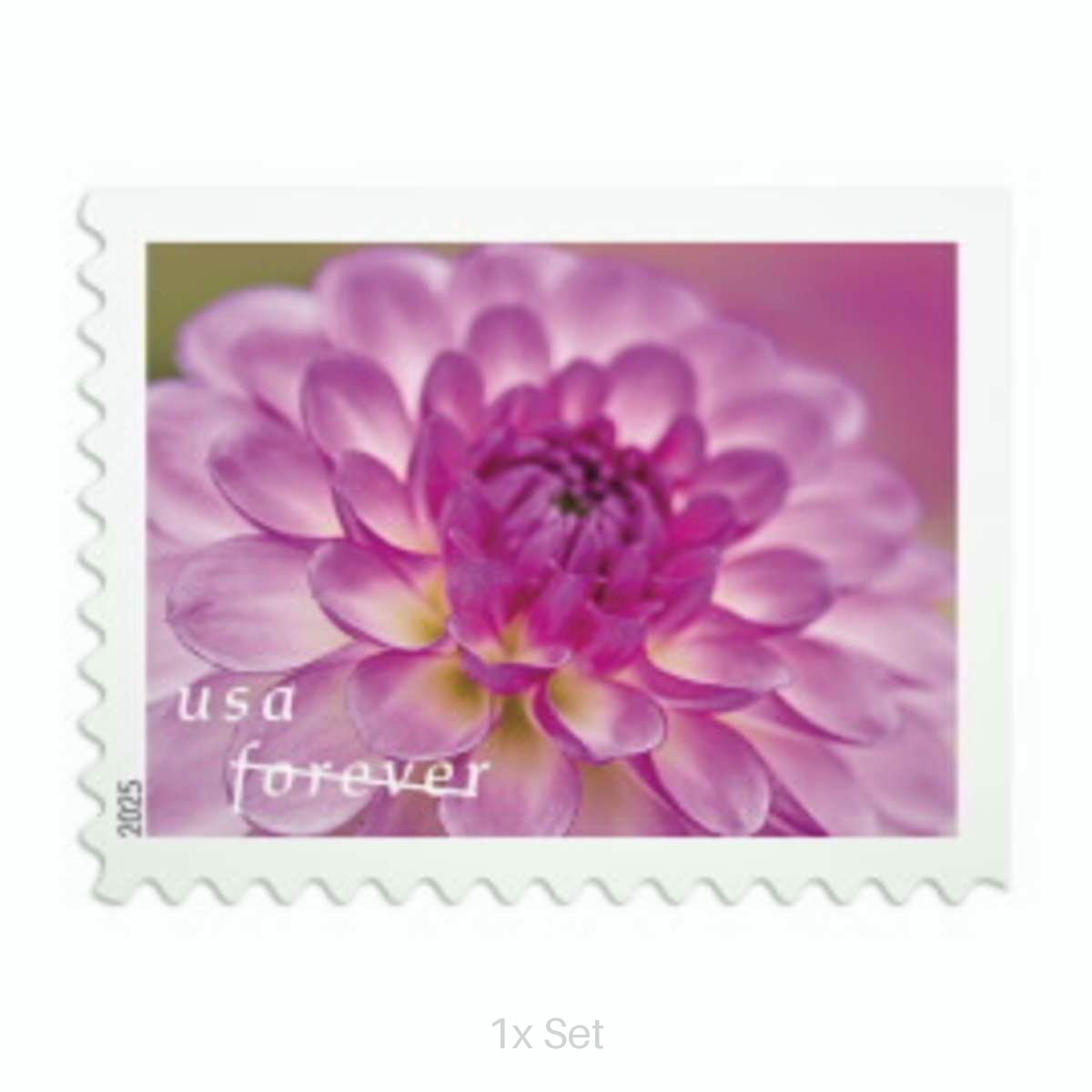 Economy Dahlias Forever® stamps Formal Legal Notices & Professional Document Delivery || 100Pcs (5 books)