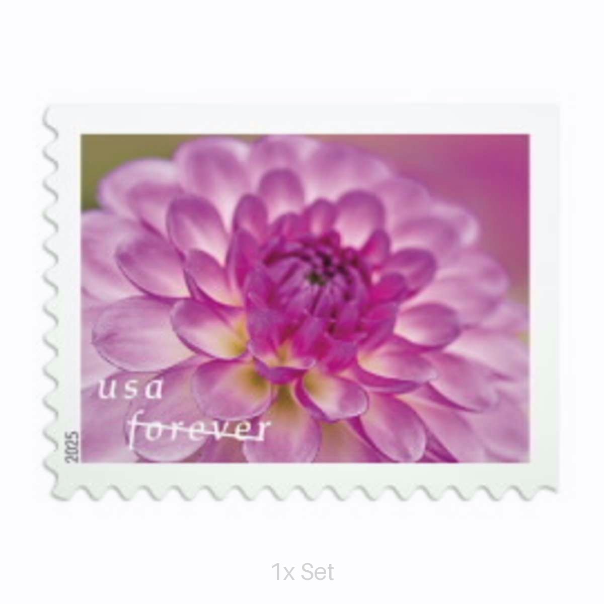 Discount Dahlias Forever® stamps Professional Business Logistics & Bulk Mailing Pack || 100Pcs (5 books)