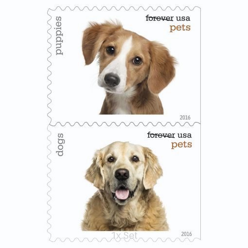 Low Cost Pets Stamps Formal Legal Notices & Professional Document Delivery || 100Pcs (5 books)